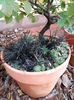 Parrotia persica