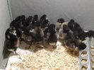 Australorp negru