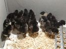 Australorp negru