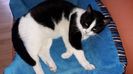 Miorlaici, noua sora a celorlalte feline din casa