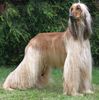 Afghan Hound