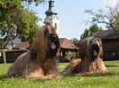 AFGAN HOUND