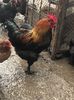 Marans 2019