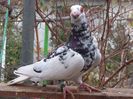 SAM_6770