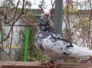 SAM_6771