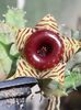 Huernia zebrina