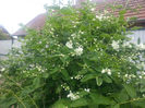 philadelphus coronarius