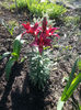 lilium asiaticum hybr.