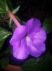 achimenes lilac