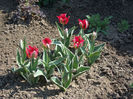 tulipa viridiflora esperanto