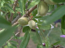 prunus dulcis(migdal)