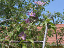 clematis rosea hybr.