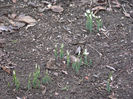 galanthus spp(ghiocei)