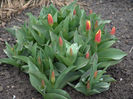 tulipa stresa