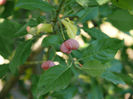 euonymus europaeus(salba moale)