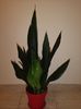 Sansevieria Black Robusta