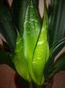 Sansevieria Black Robusta