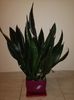 Sansevieria Whitney