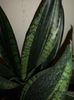 Sansevieria Whitney