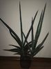 Sansevieria robusta blue