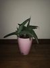 Sansevieria Lavranos #24334