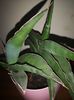 Sansevieria Lavranos #24334