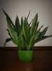 Sansevieria Laurenții Compacta