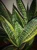 Sansevieria Laurenții Compacta