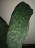 Sansevieria Masoniana