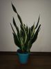 Sansevieria Black Gold