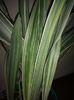 Sansevieria Metalica