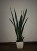 Sansevieria  roxburgiana