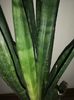 Sansevieria roxburgiana