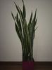 Sansevieria Laurentii