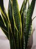 Sansevieria  Laurentii