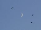 Luna in crestere in Varsator