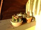 Locul de iernare pentru cactusii winter-hardy