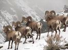 Wild-Sheep mufloni - oaie de munte