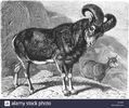mouflon-ovis-orientalis-wild-sheep-illustration-from-book-dated-1904-G7J438