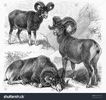 stock-photo-vintage-drawings-of-ovis-montana-ovis-polli-and-ovis-musimon-wild-sheep-picture-from-mey