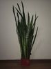 Sansevieria Trifasciata