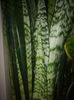 Sansevieria Trifasciata