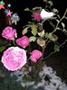 Trandafirii sub zapada 03.12.019