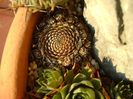 Orostachys spinosa
