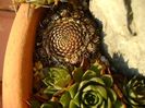Orostachys spinosa