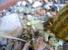 Orostachys iwarenge (Chinese dunce cap)