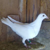 Femela 18-078