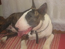 bullterrier