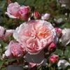 William Morris - David Austin English Roses -3