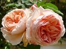 english-roses-william-morris-auswill_Nen_1947